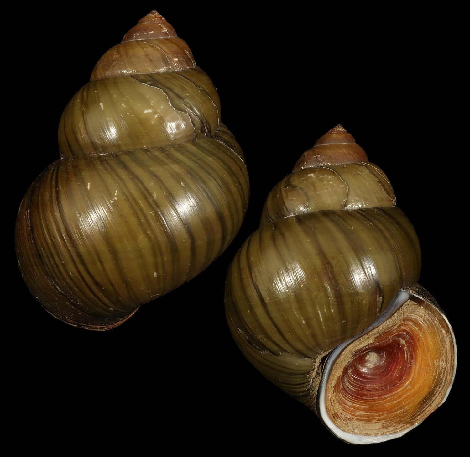 Cipangopaludina lecythis ampullacea