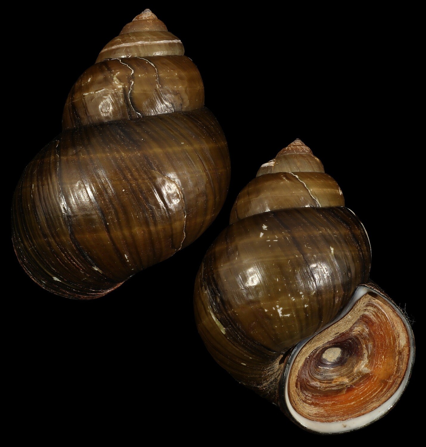 Cipangopaludina lecythis ampullacea