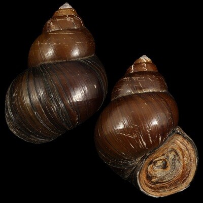 Cipangopaludina lecythis ampullacea