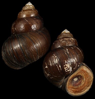 Cipangopaludina lecythis ampullacea