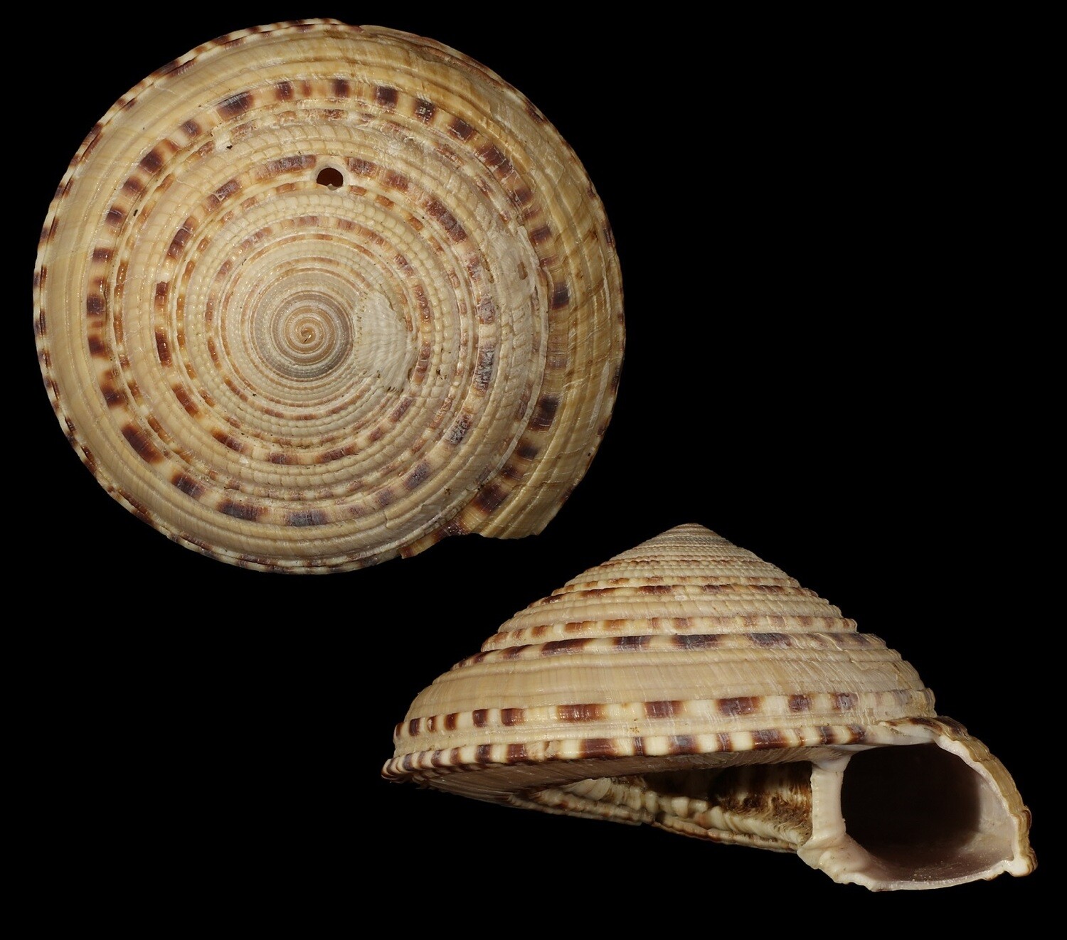 Architectonica gualtierii