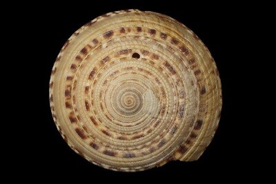 Architectonica gualtierii