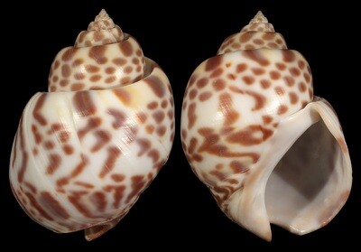 Babylonia valentiana - Good size