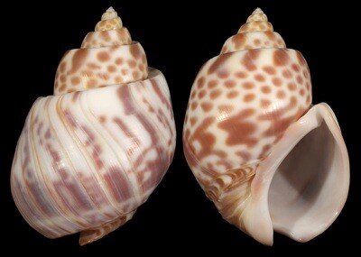 Babylonia valentiana - Good size