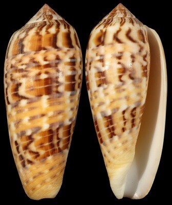 Conus dusaveli