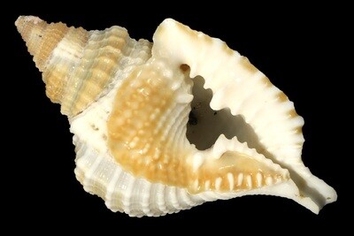 Distorsio reticularis