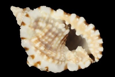 Personidae