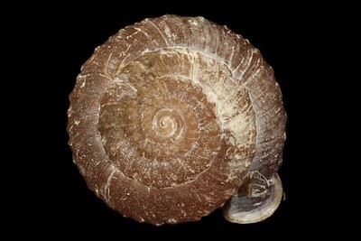 Moellendorffia eastlakeana