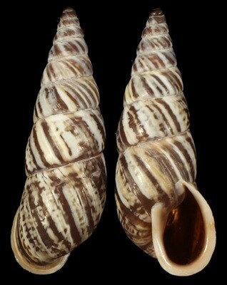 Subzebrinus dolichostoma