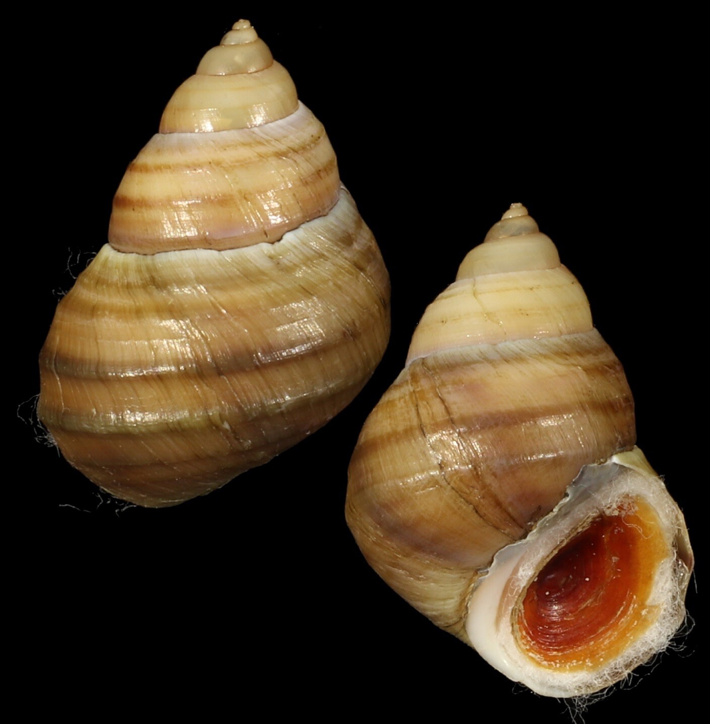 Angulyagra wilhelmi