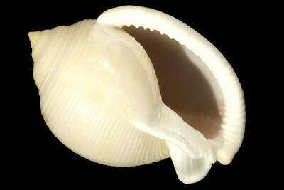 Semicassis bisulcata &#39;diuturna&#39;