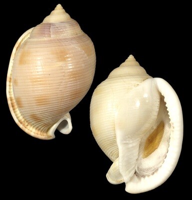 Semicassis bisulcata Taiwan