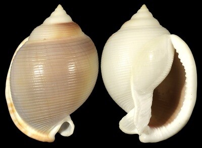 Semicassis bisulcata 'diuturna' Semicassis bisulcata 'diuturna'