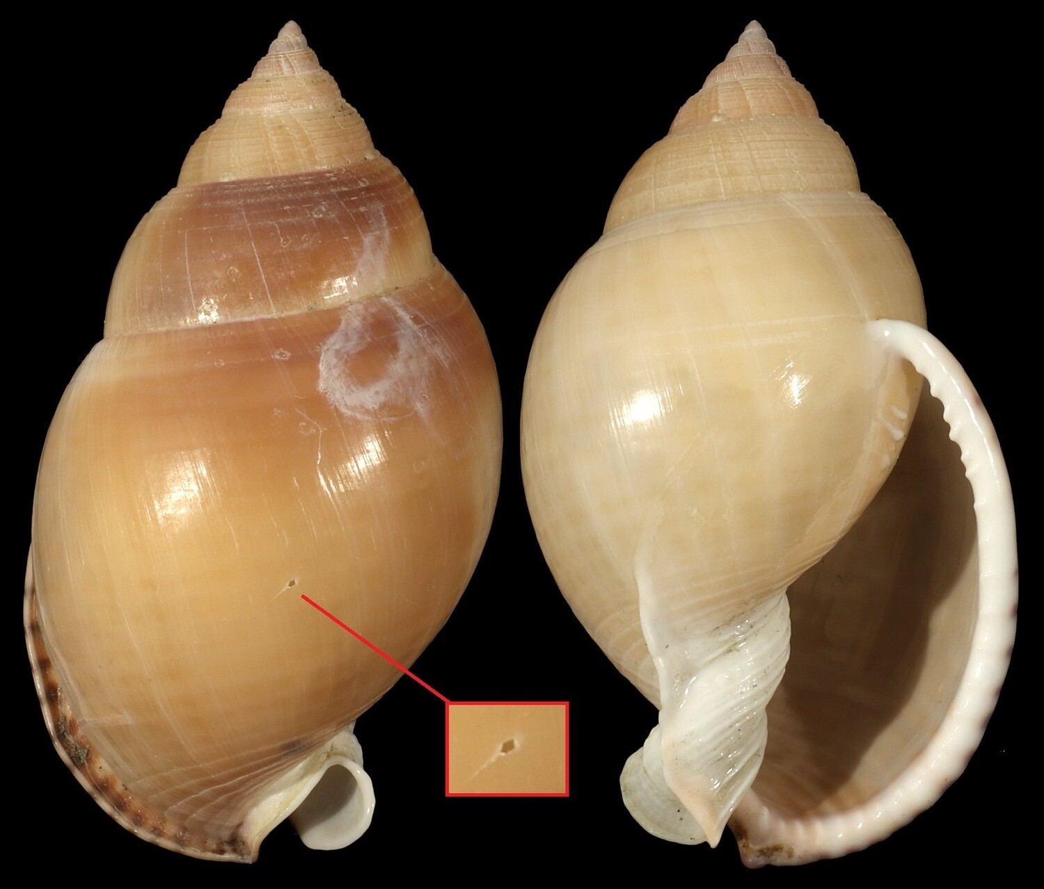 Semicassis bulla
