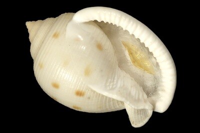 Semicassis bisulcata