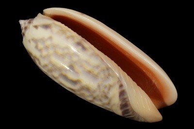 Olividae