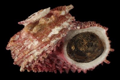 Angariidae