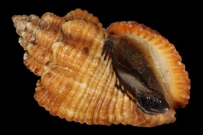 Pisaniidae
