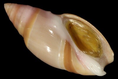 Ancillariidae