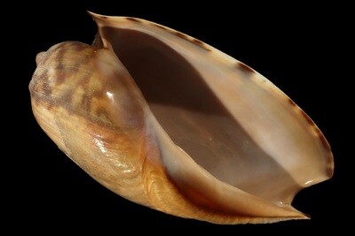 Cymbium marmoratum