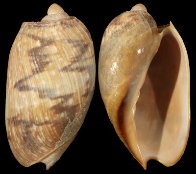 Cymbium marmoratum