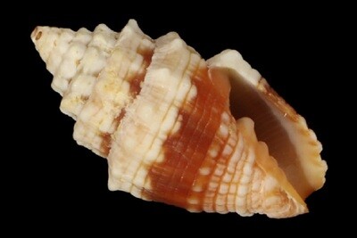 Orphanopusia patriarchalis