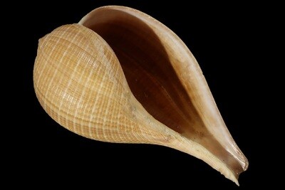 Ficidae