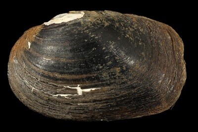 Pseudopostalata angula