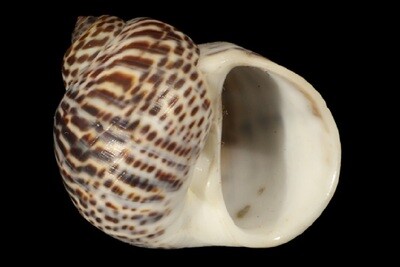 Paratectonatica tigrina