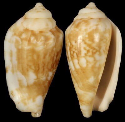 Conomurex coniformis