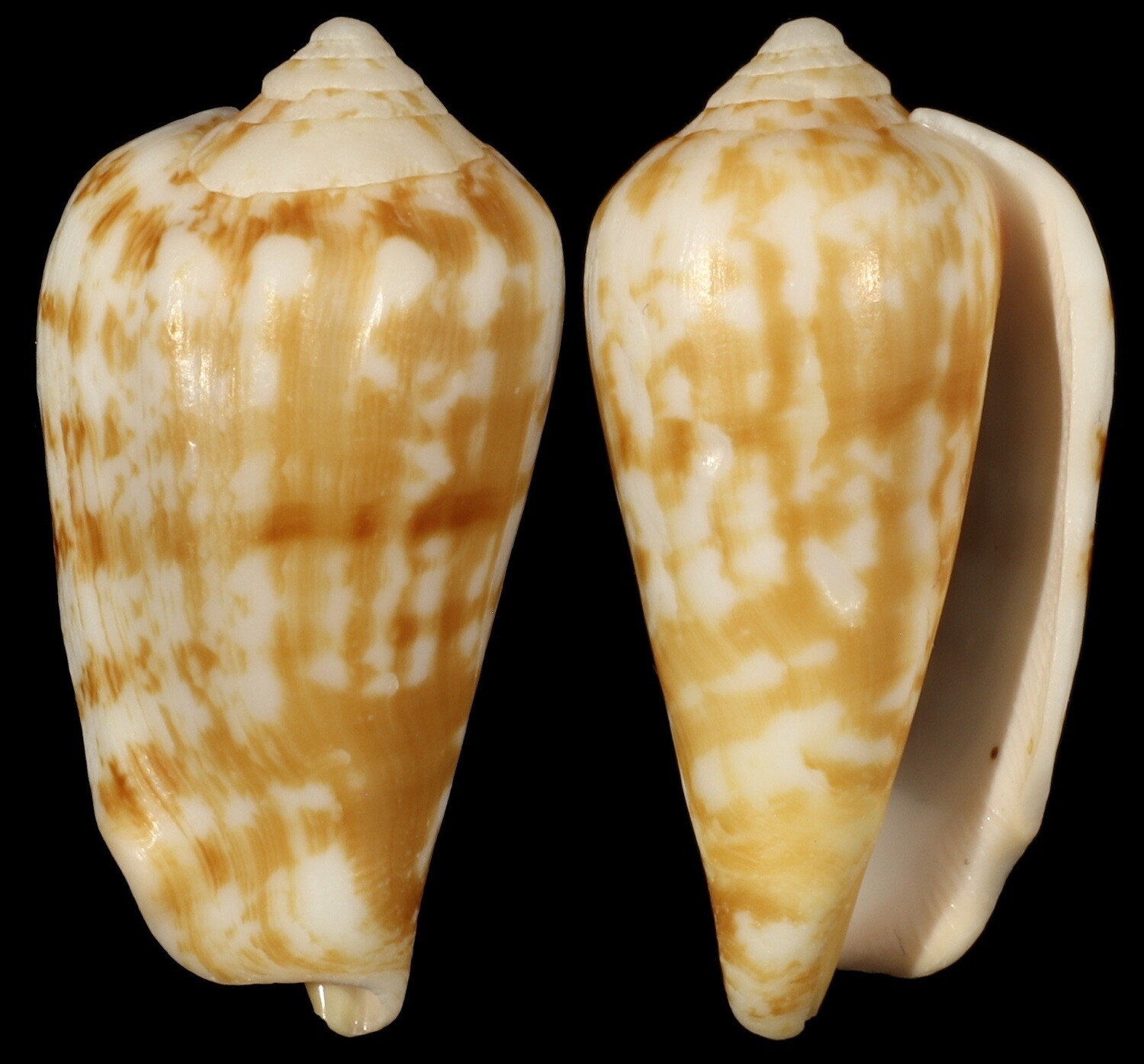 Conomurex coniformis