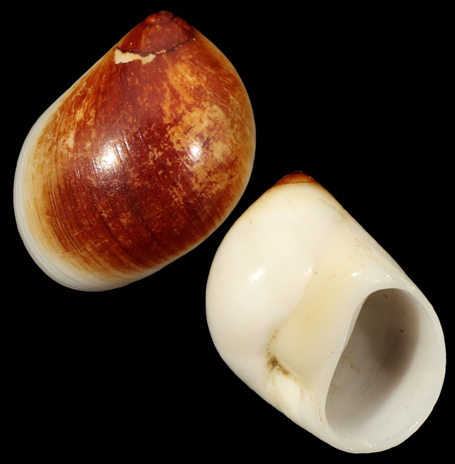 Polinices mammilla Rusty