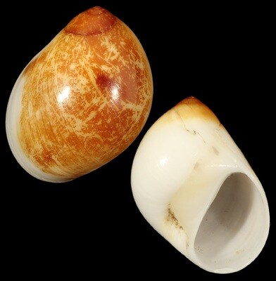 Polinices mammilla Rusty