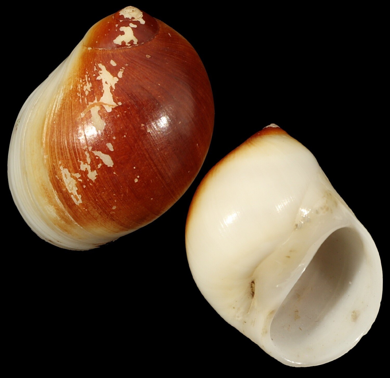 Polinices mammilla Rusty