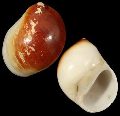 Polinices mammilla Rusty