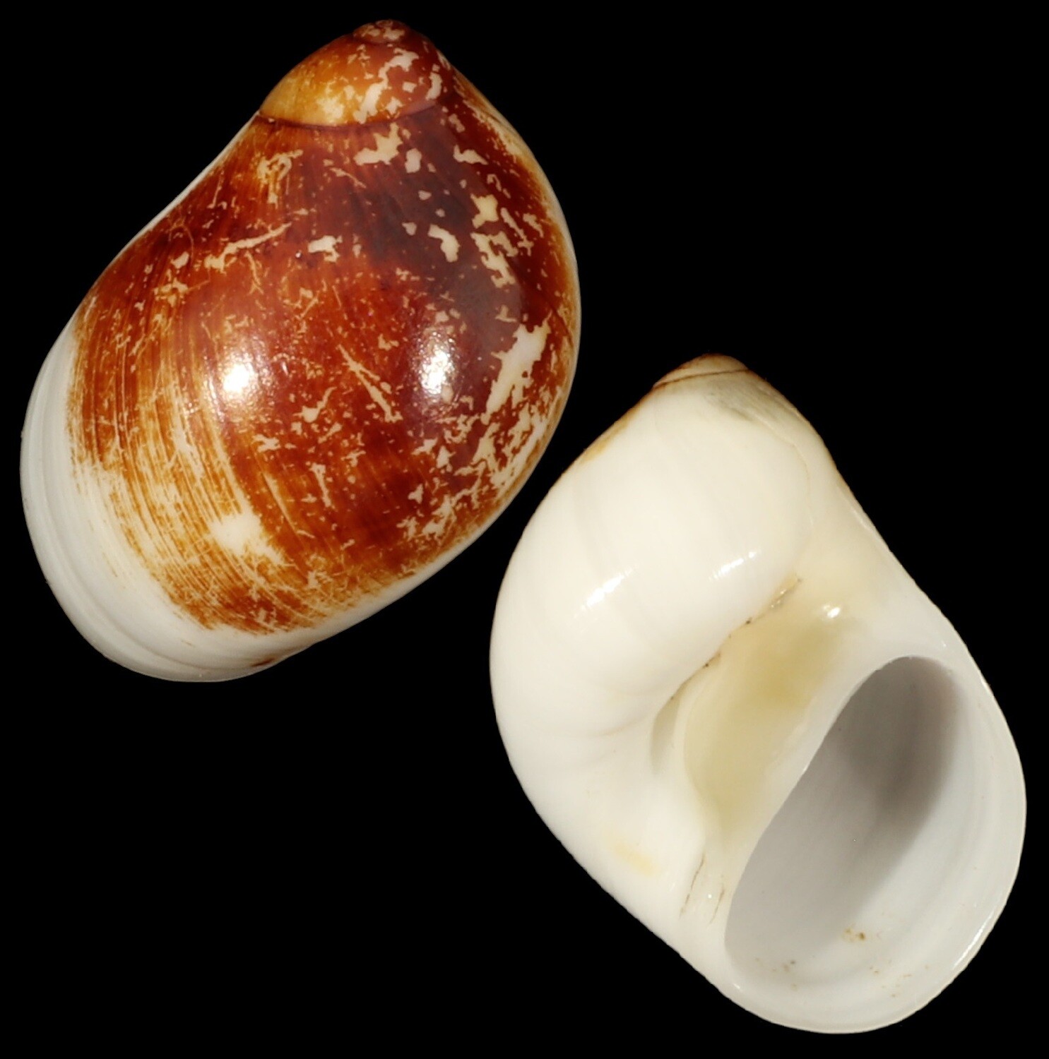 Polinices mammilla Rusty