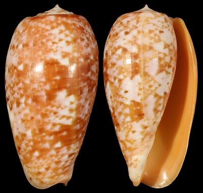 Conus bullatus
