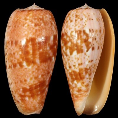 Textilia bullatus