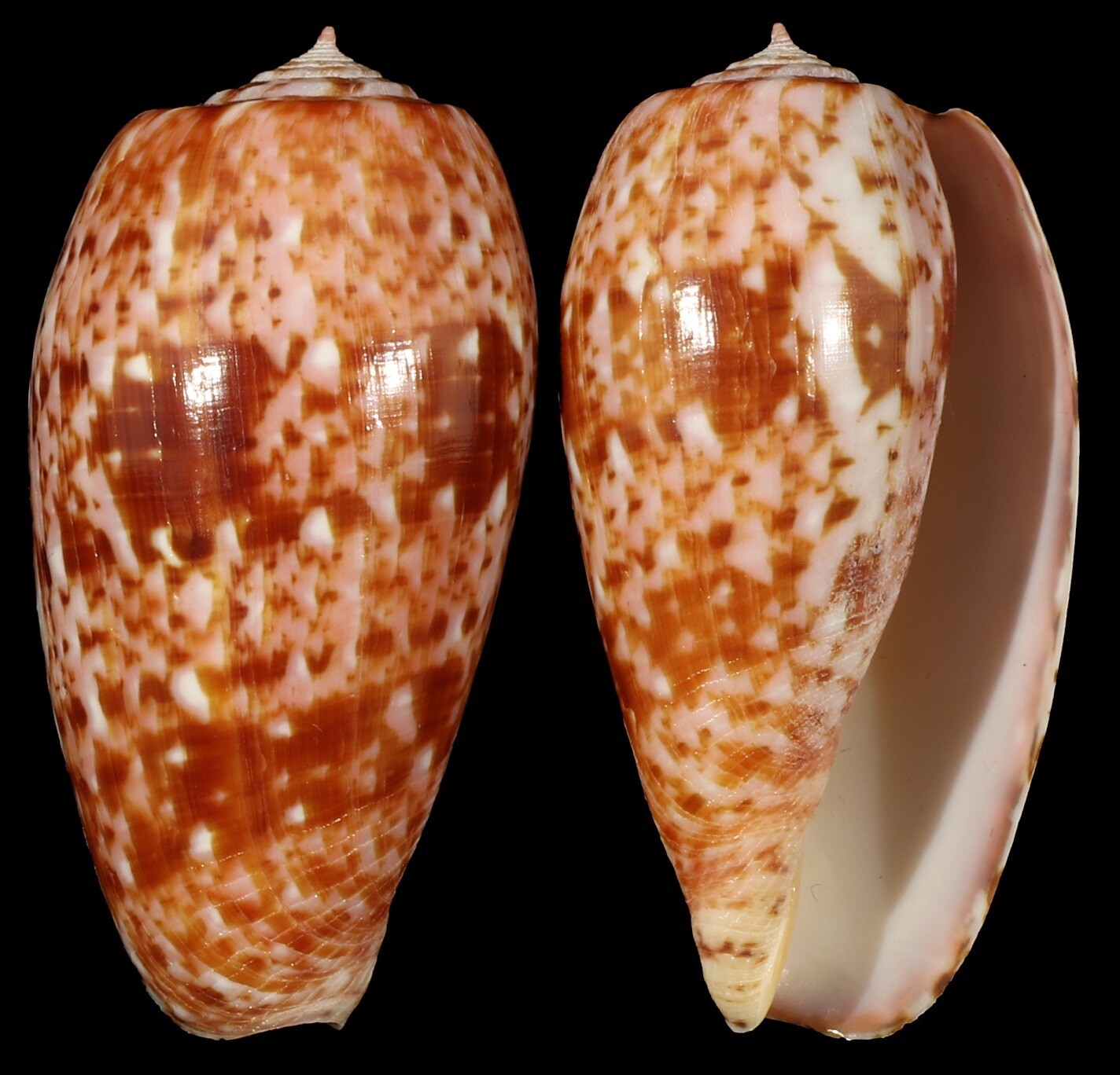 Textilia bullatus