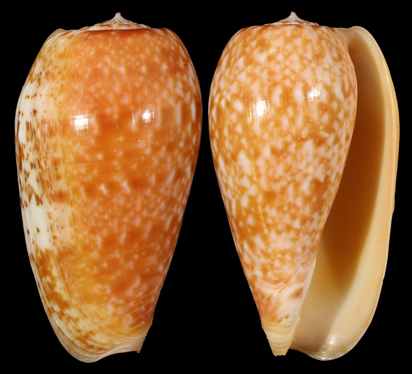 Conus bullatus