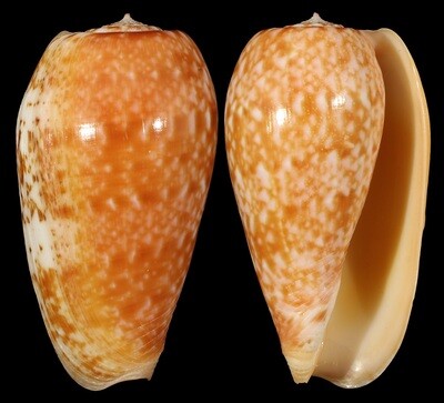 Textilia bullatus