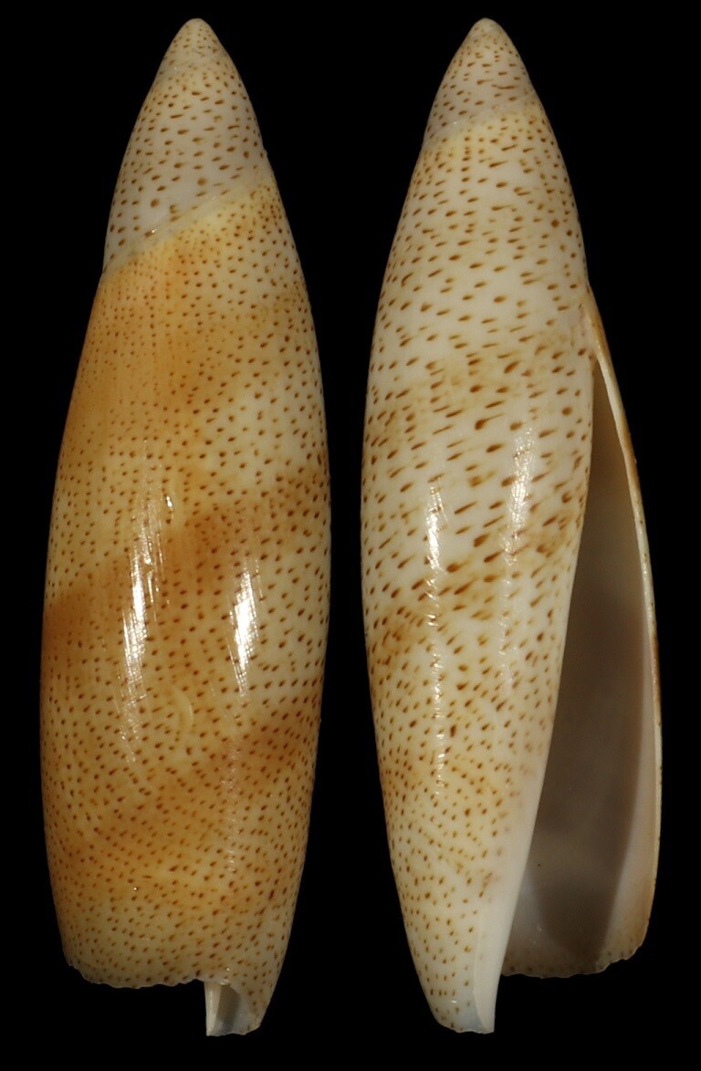 Terebellum hubrechti Good Size