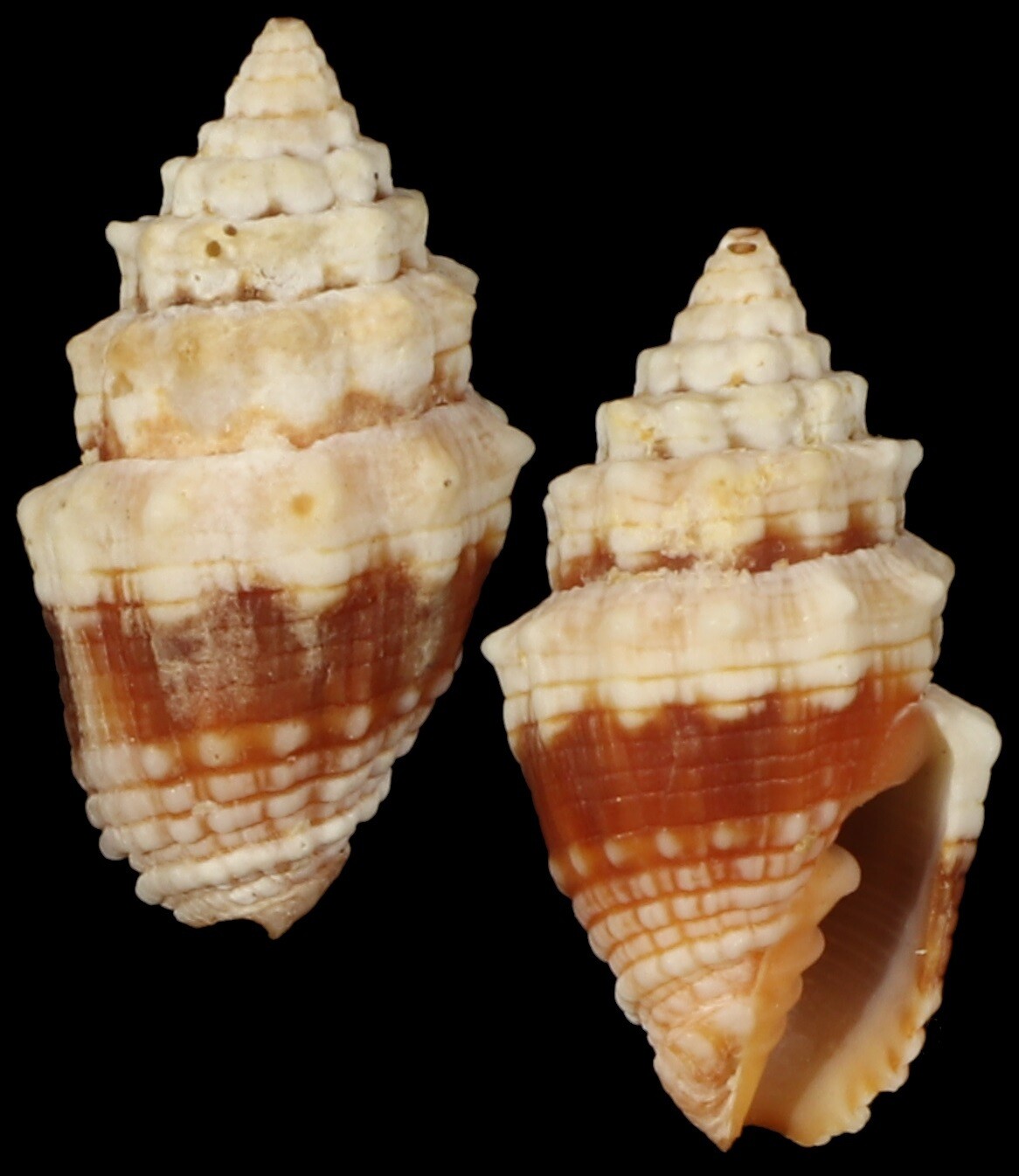 Orphanopusia patriarchalis