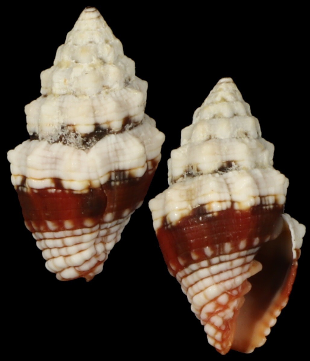 Orphanopusia patriarchalis