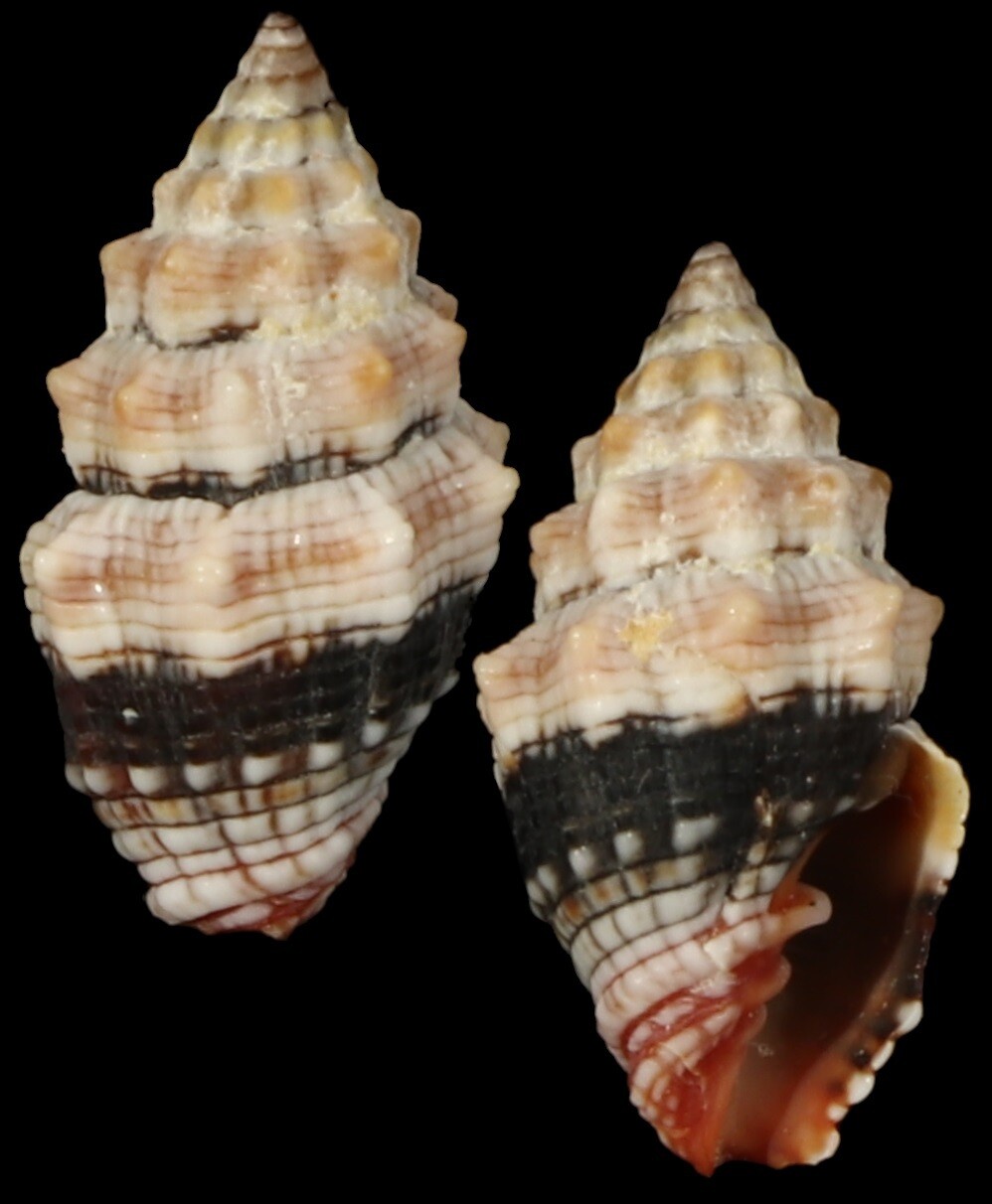 Orphanopusia patriarchalis