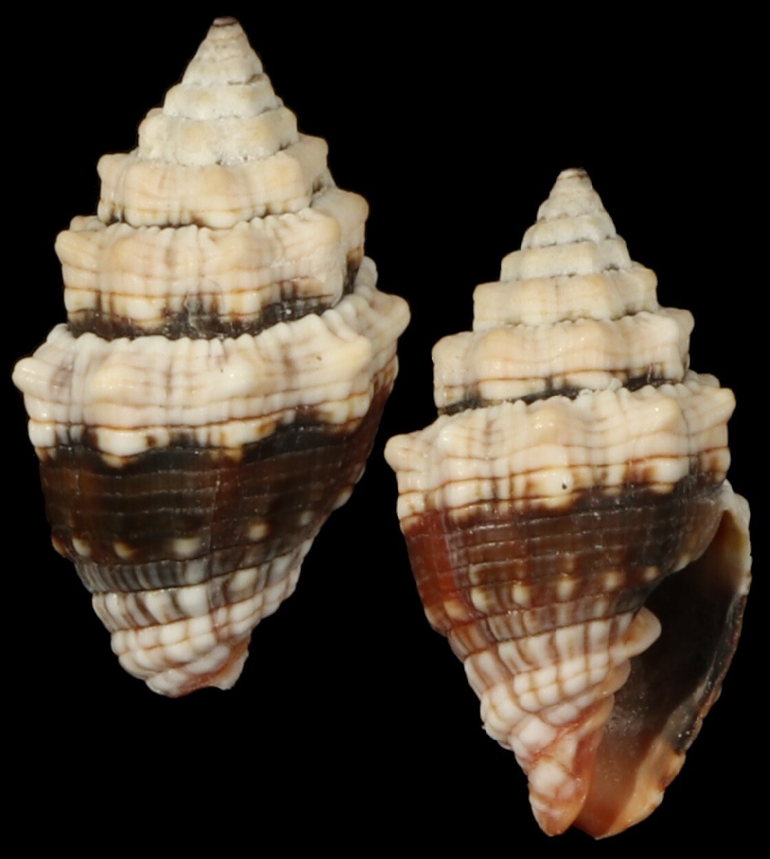 Orphanopusia patriarchalis