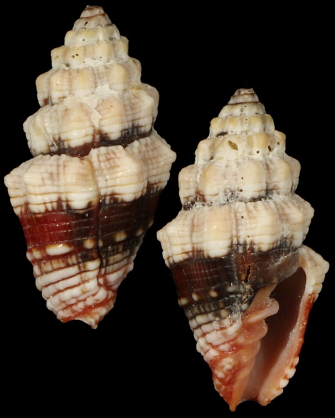 Orphanopusia patriarchalis