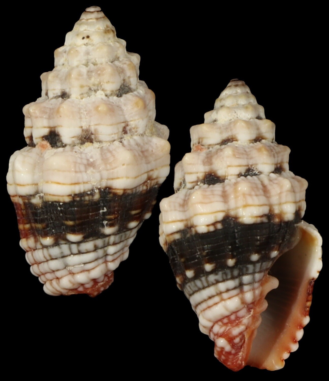 Orphanopusia patriarchalis