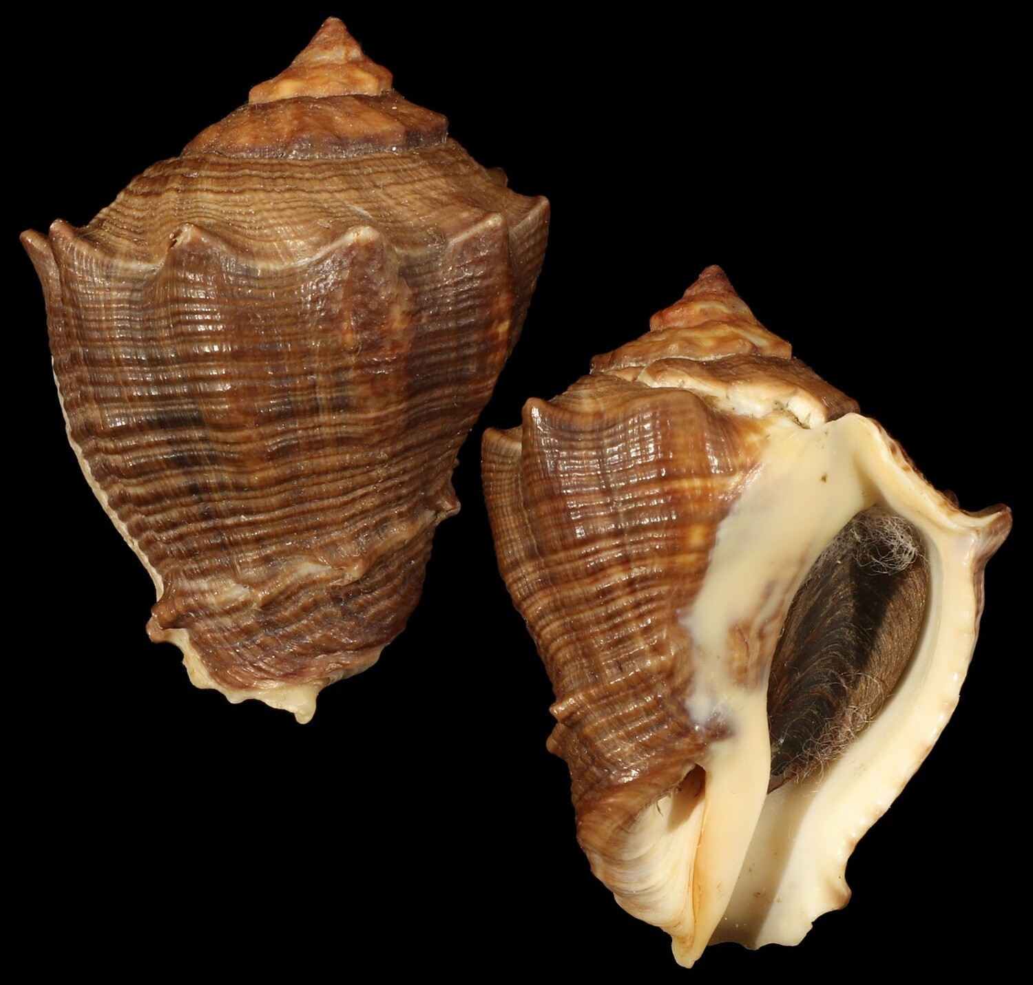 Volema myristica Dark