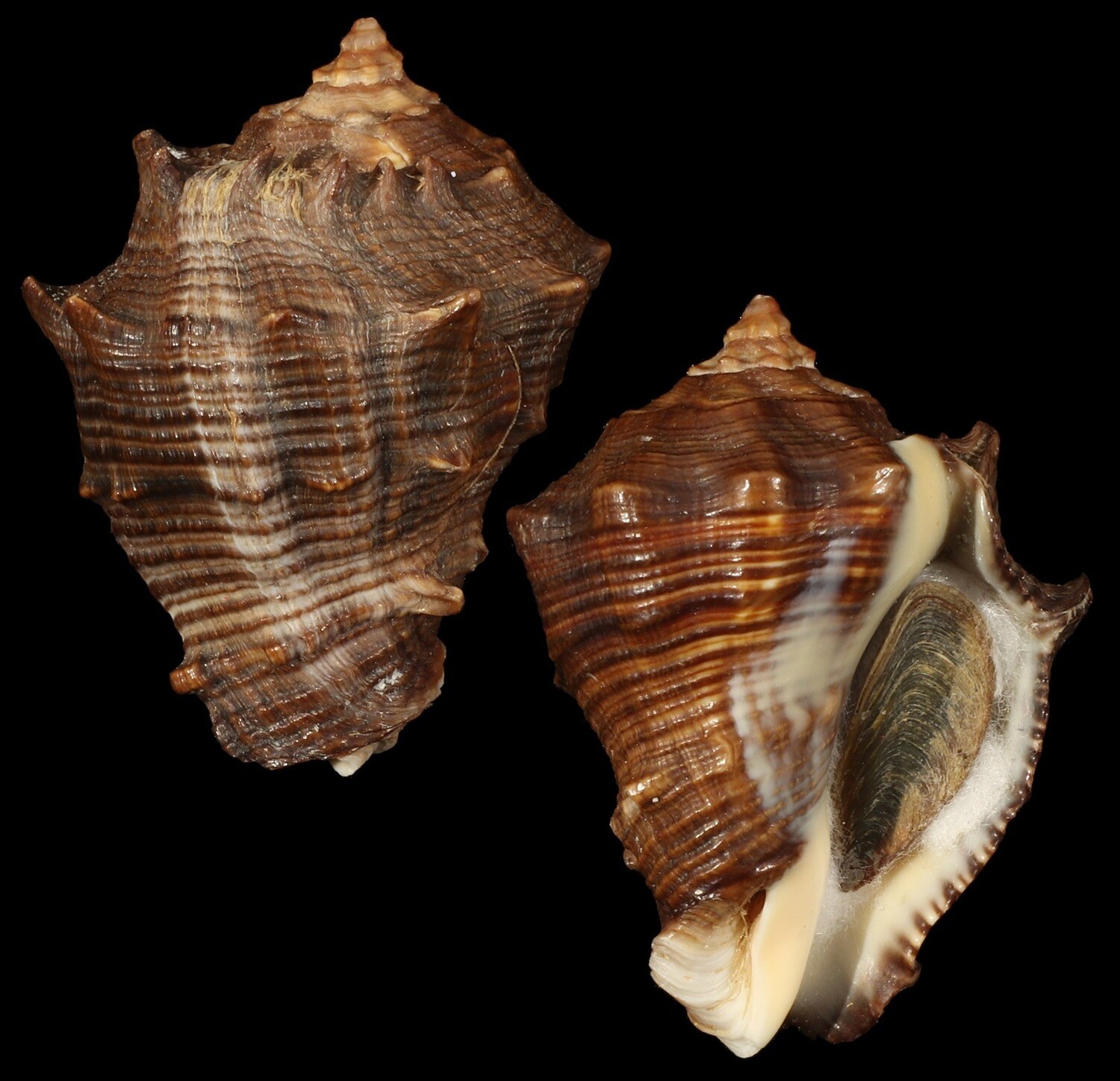 Volema myristica Dark